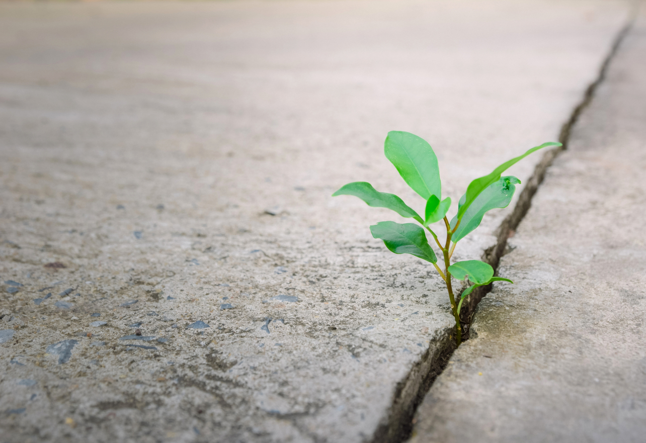 weed growing in sidewalk crack